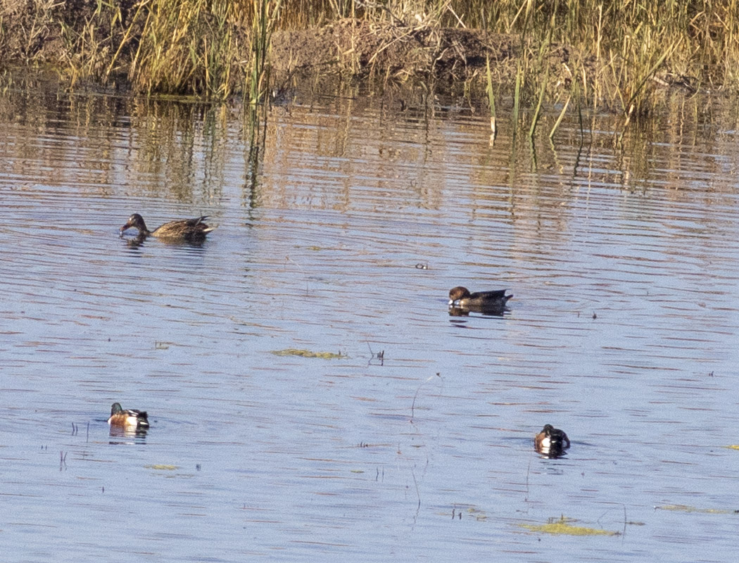 Eurasian Wigeon