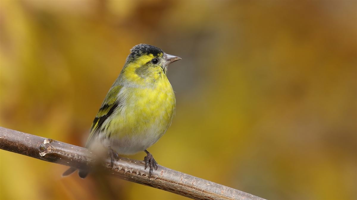 Eurasian Siskin