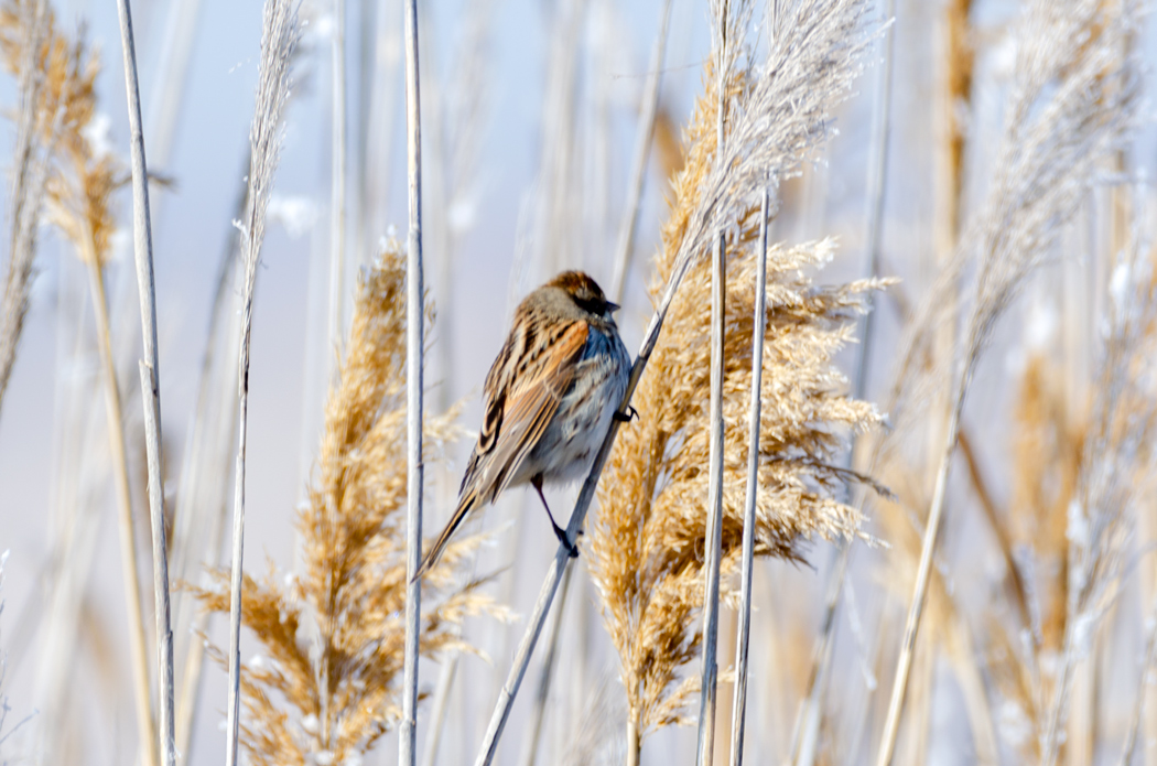 Common Reed Bunting