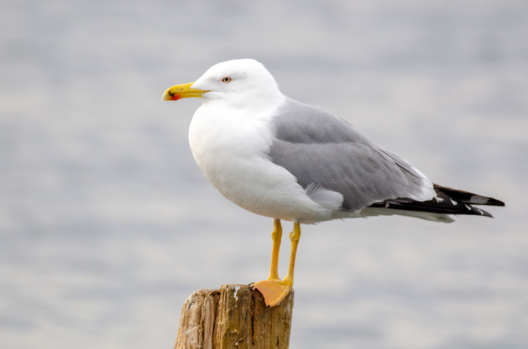Yellow-legged Gull
