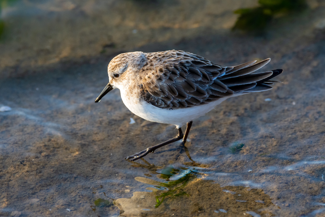Little Stint