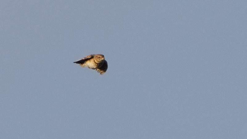 Calandra Lark
