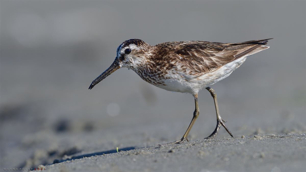 Broad-billed Sandpiper
