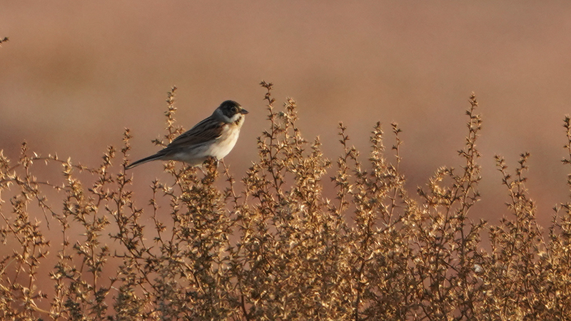 Common Reed Bunting