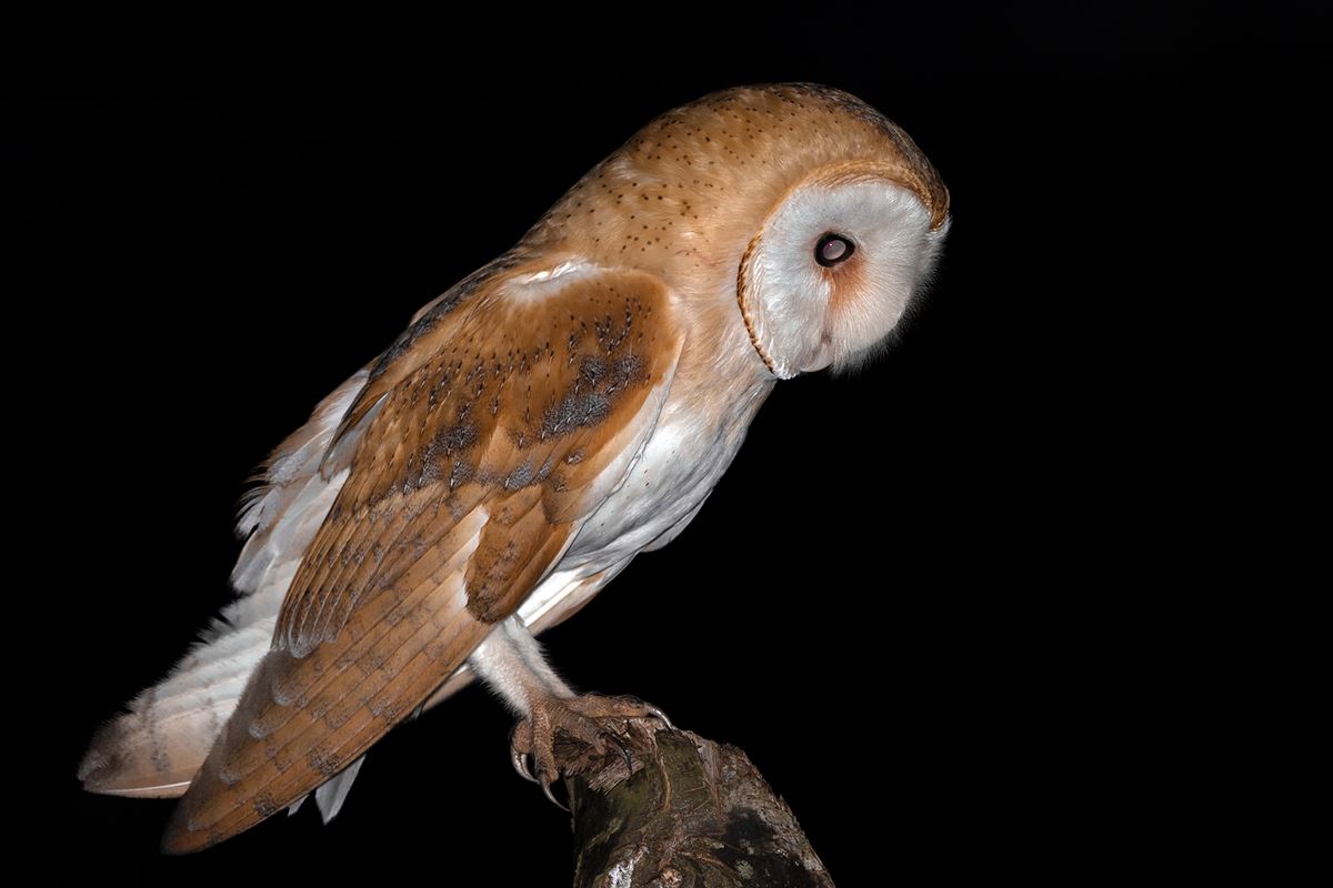 Western Barn Owl