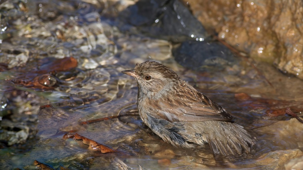 Dunnock