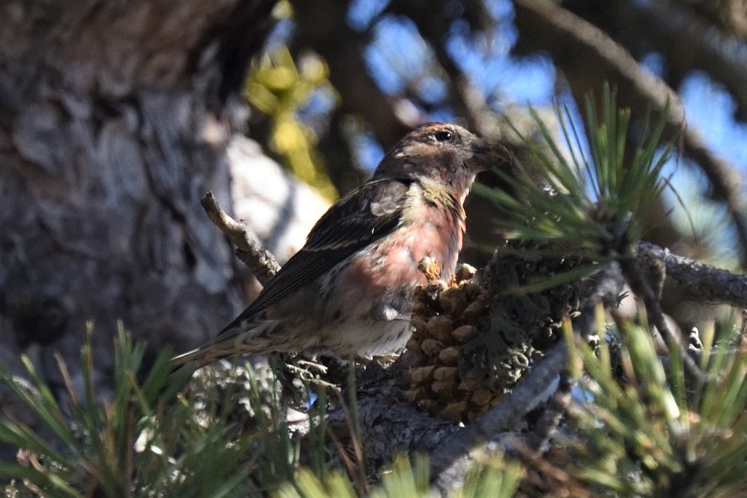 Red Crossbill