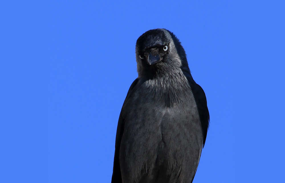 Western Jackdaw
