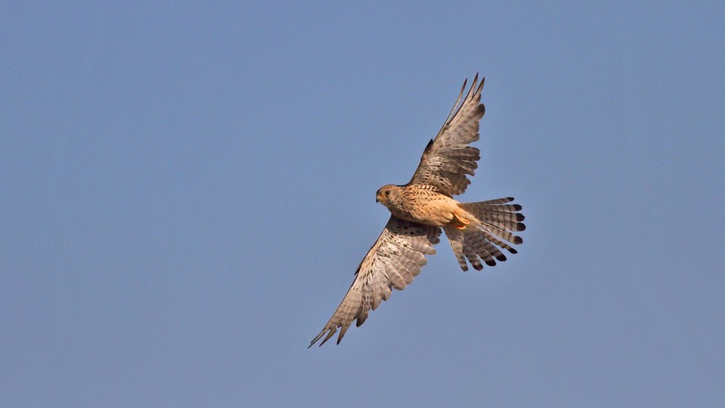 Küçük Kerkenez