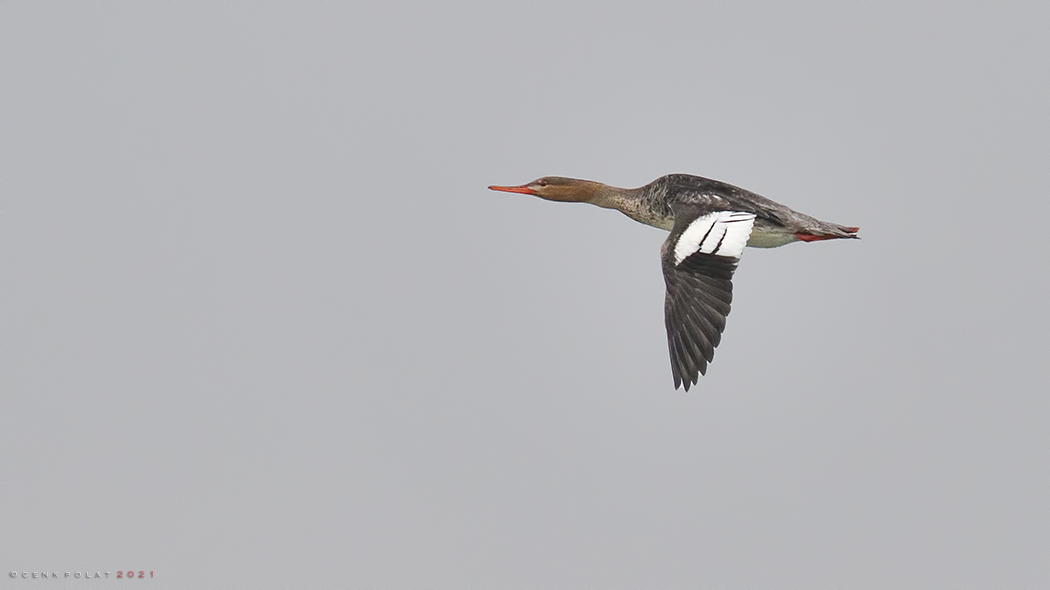 Red-breasted Merganser