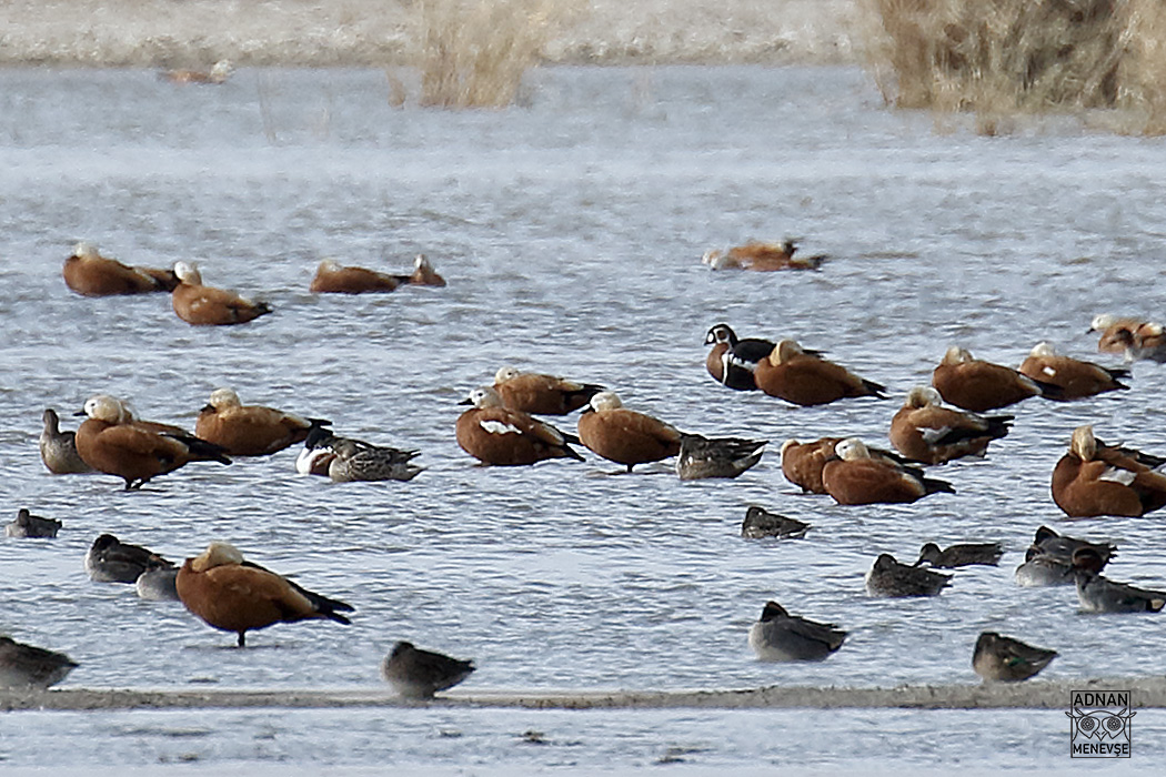 Red-breasted Goose