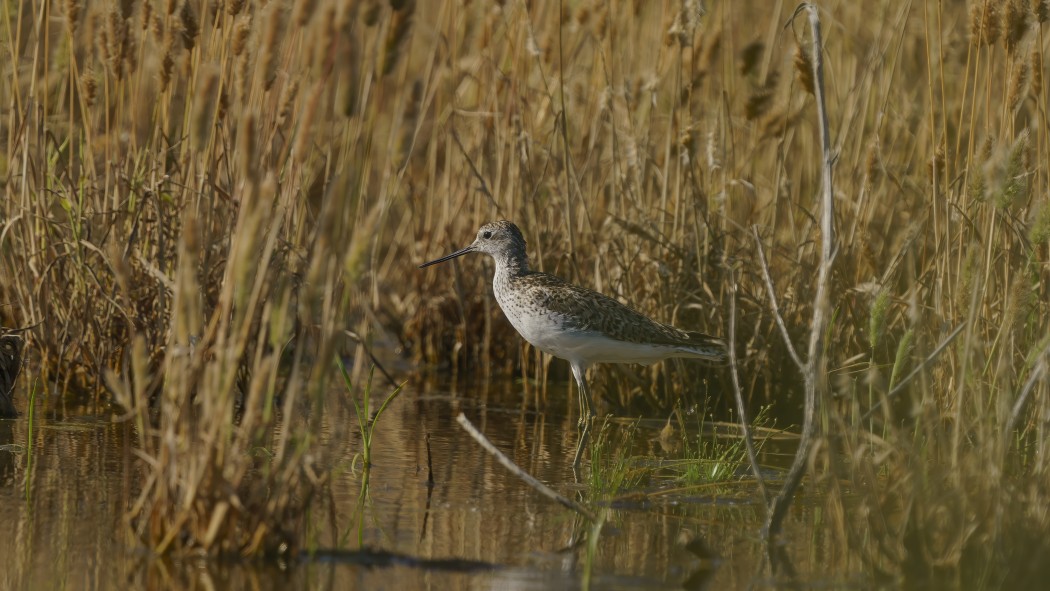 Marsh Sandpiper