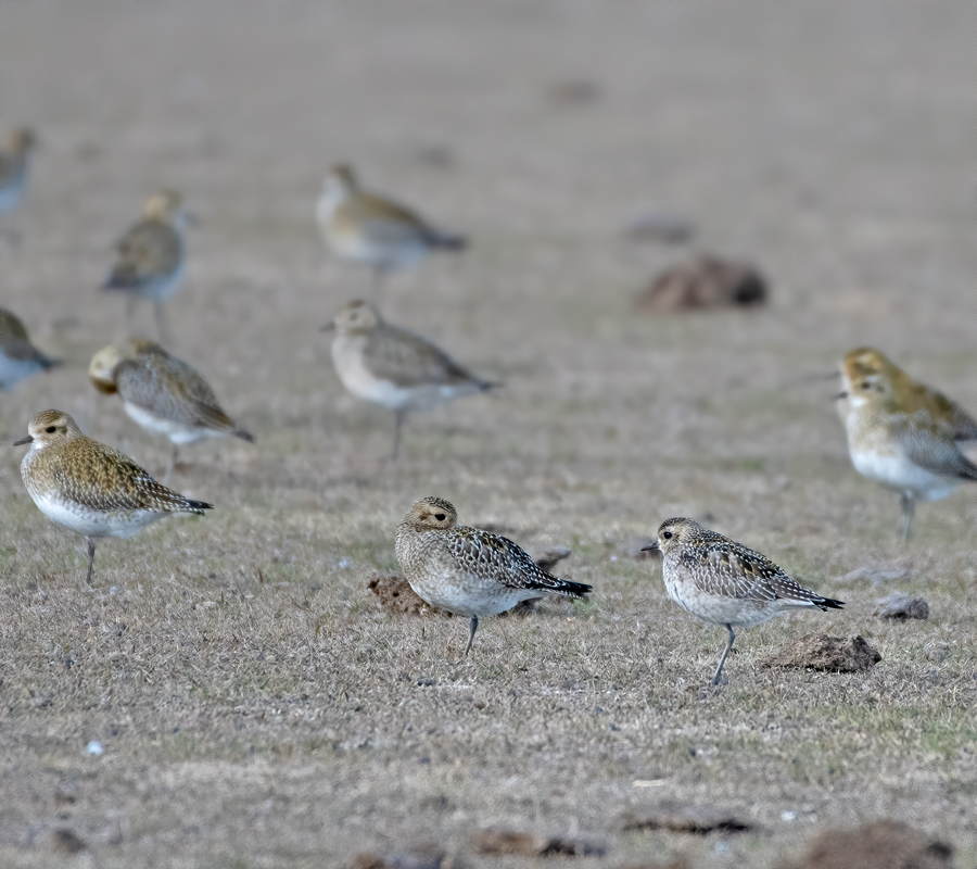 Pacific Golden Plover