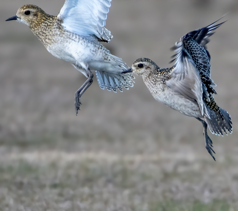 Pacific Golden Plover