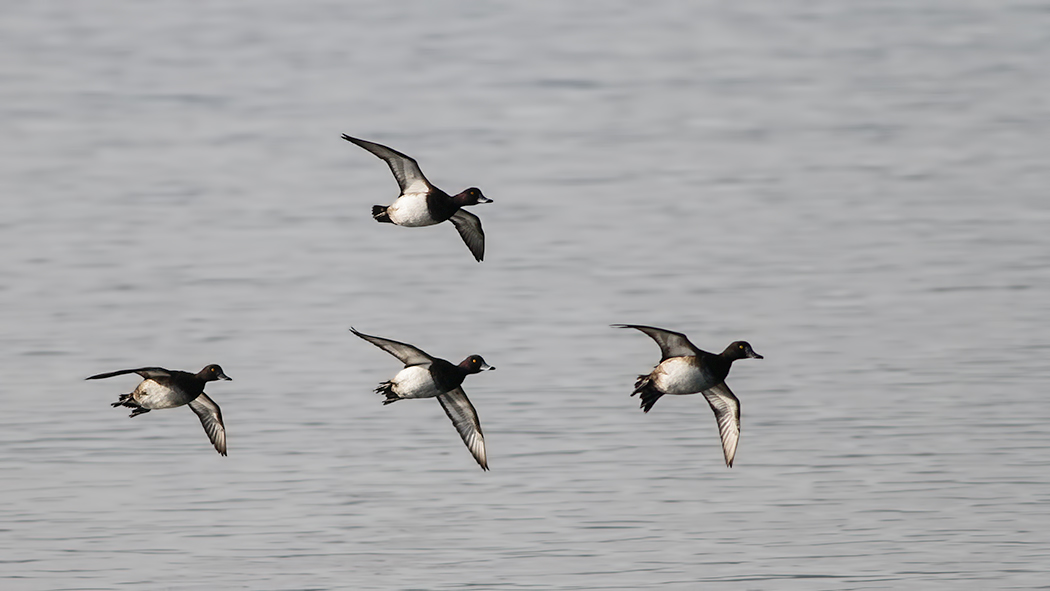 Tufted Duck