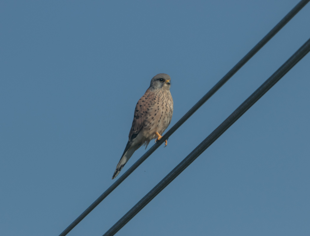 Common Kestrel