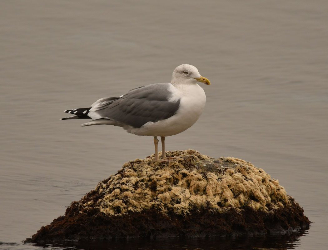 European Herring Gull