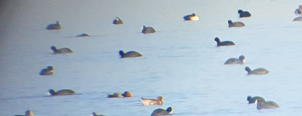Eurasian Wigeon