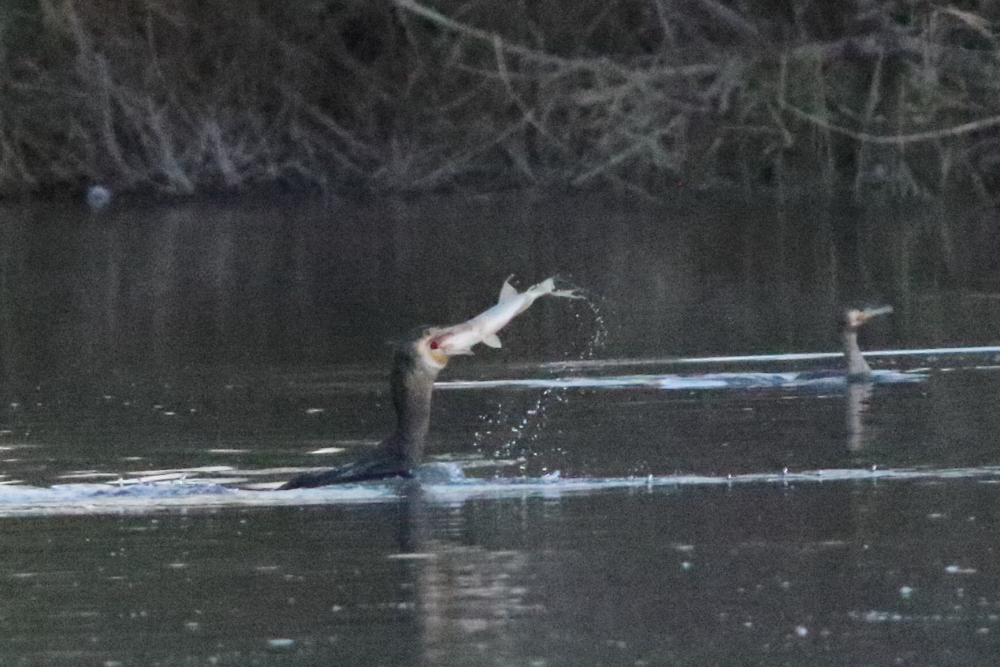 Great Cormorant