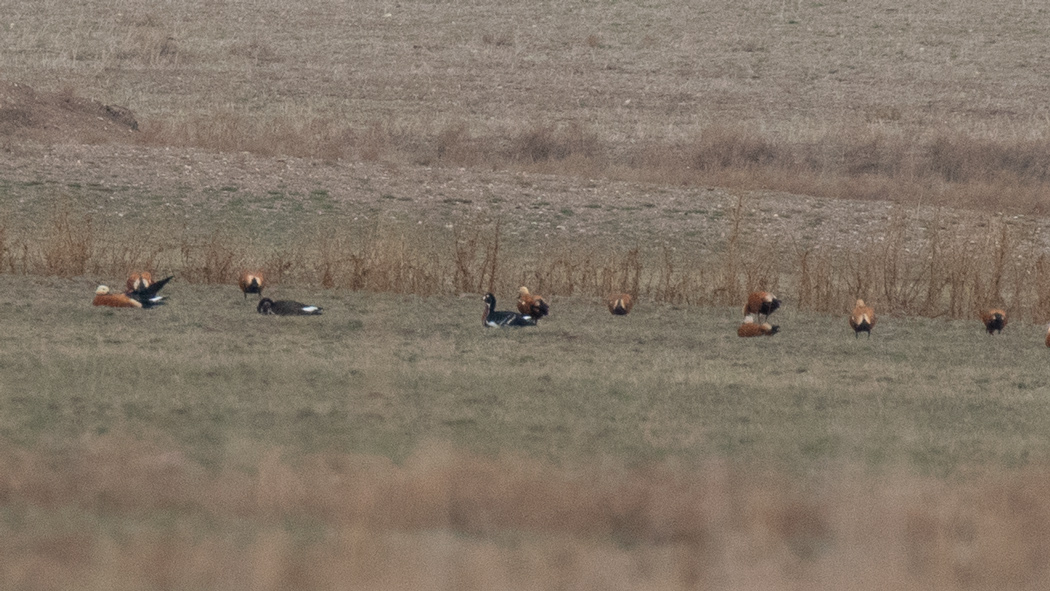 Red-breasted Goose