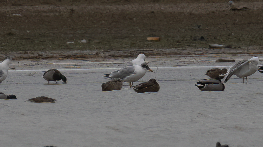 Pallas`s Gull