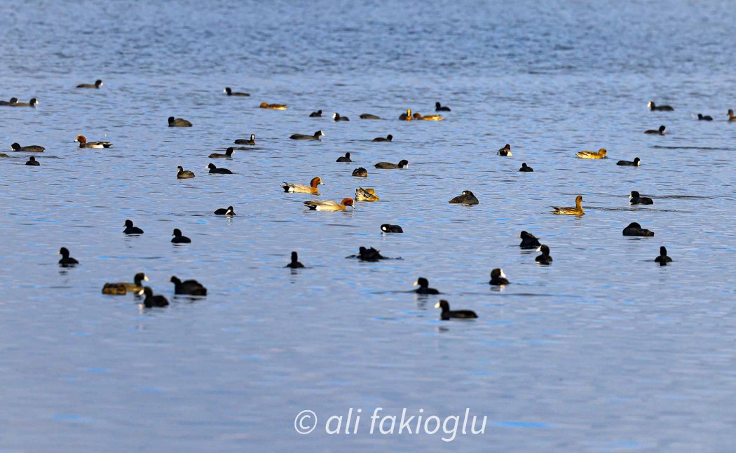 Eurasian Wigeon