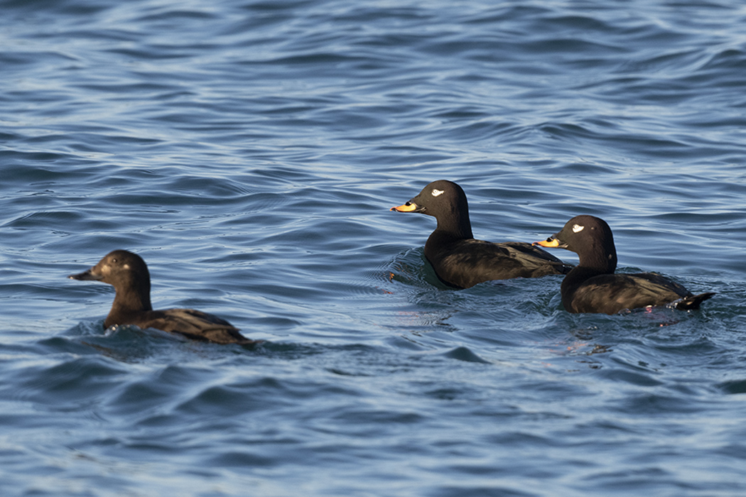 Velvet Scoter