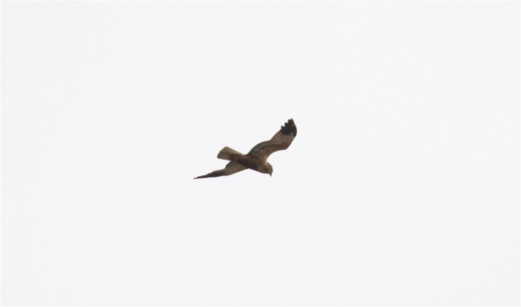 Hen Harrier