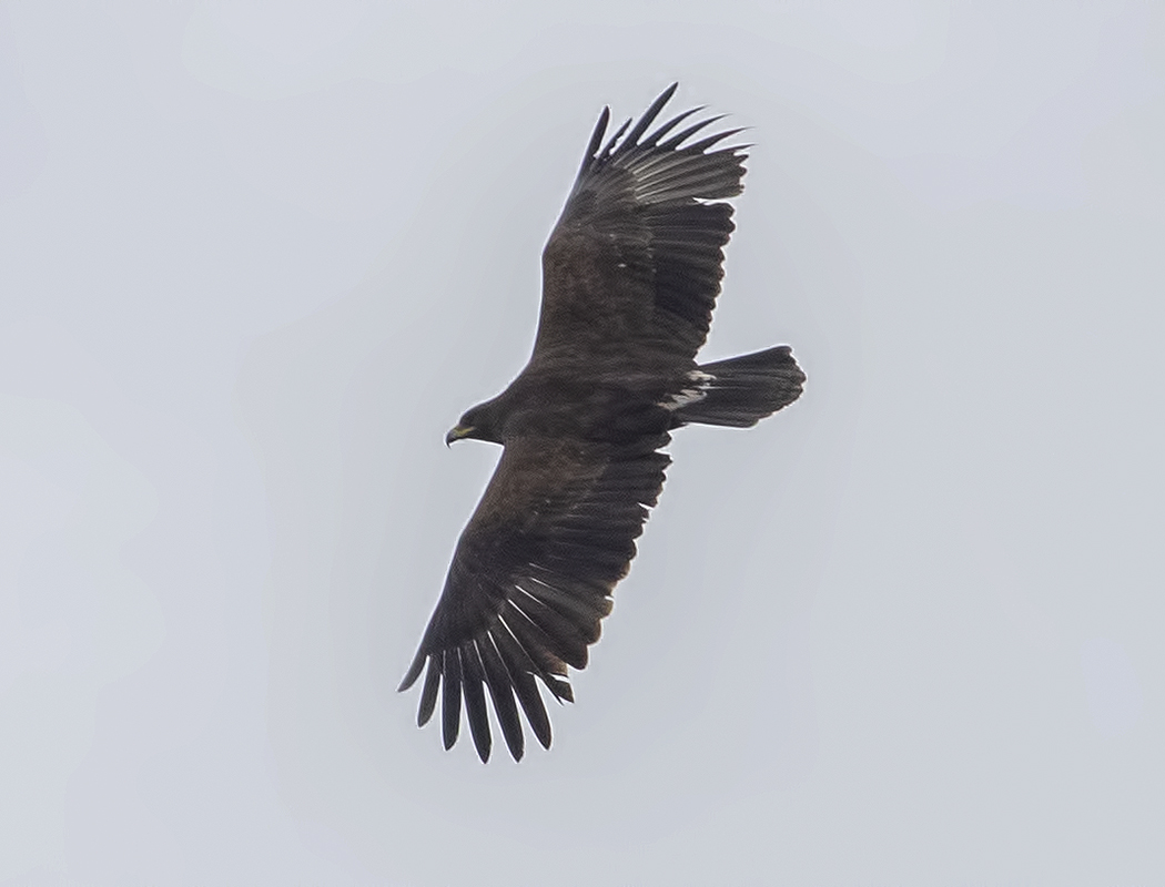 Greater Spotted Eagle