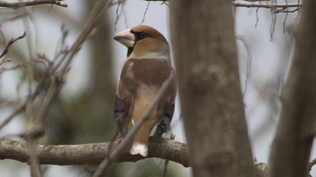 Hawfinch
