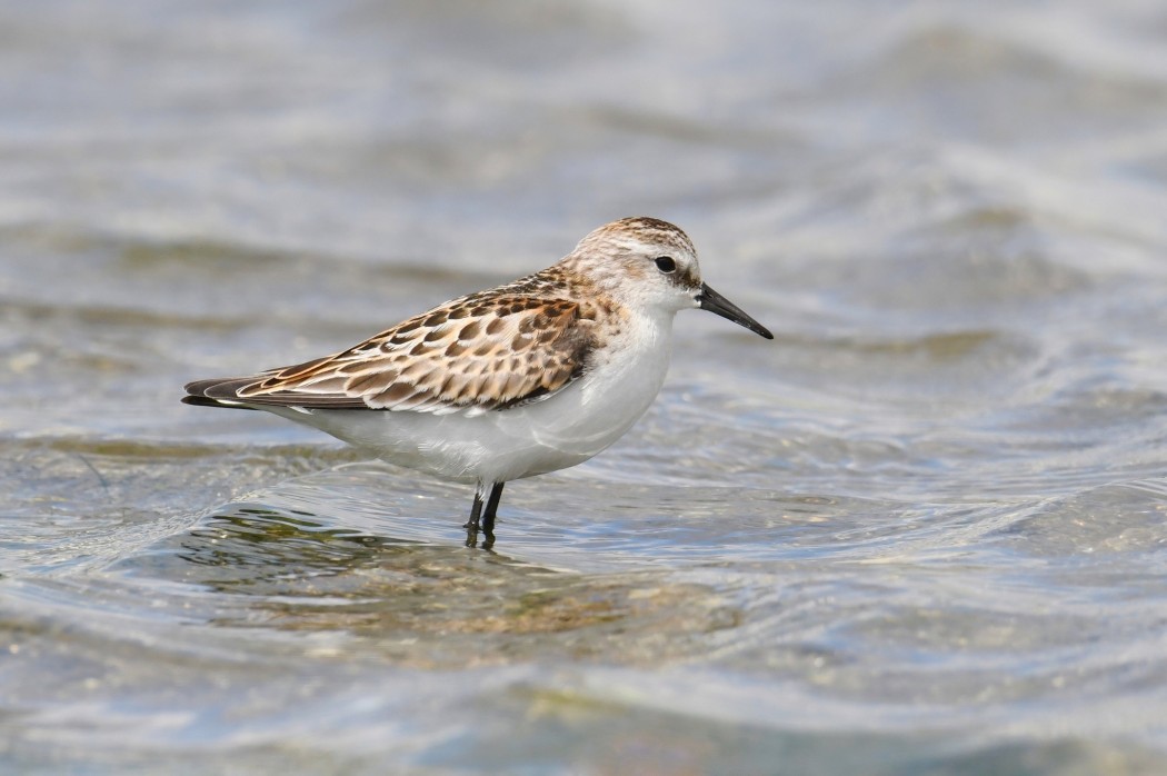 Little Stint