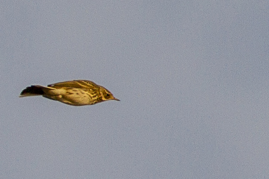 Meadow Pipit