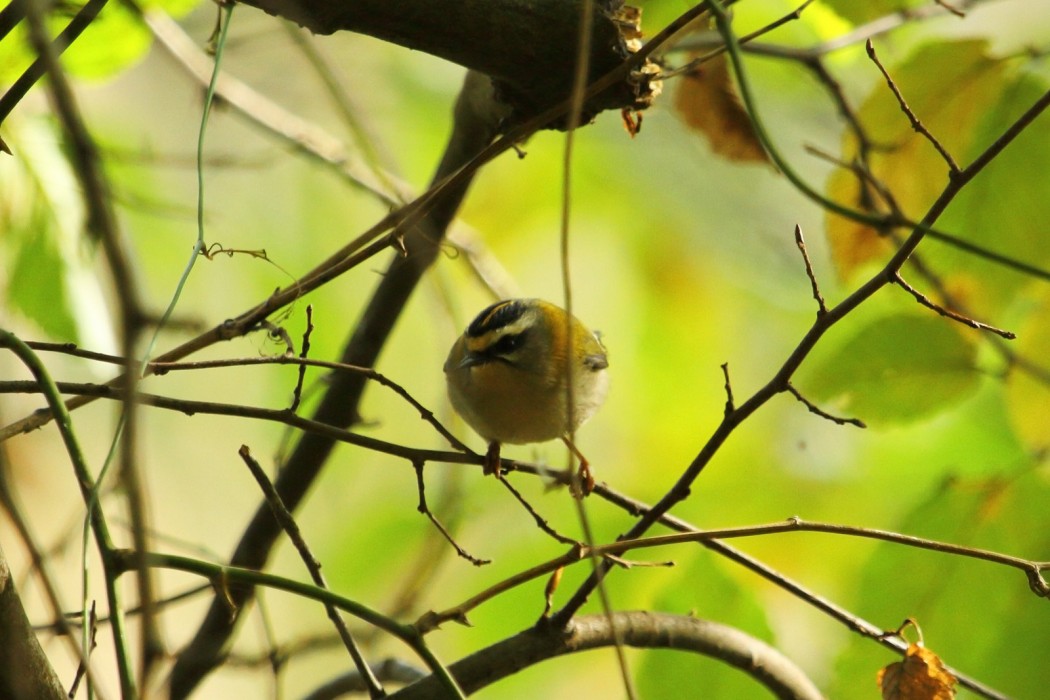 Common Firecrest