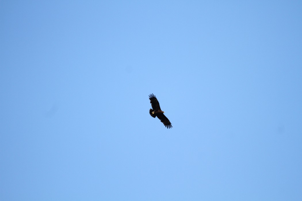 Greater Spotted Eagle