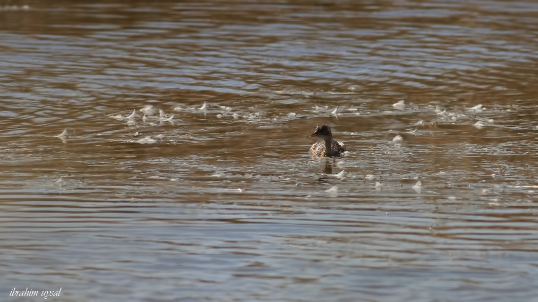 Little Grebe