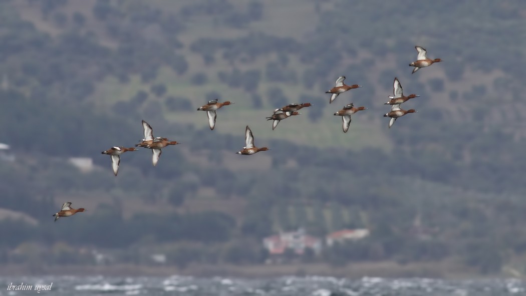Ferruginous Duck