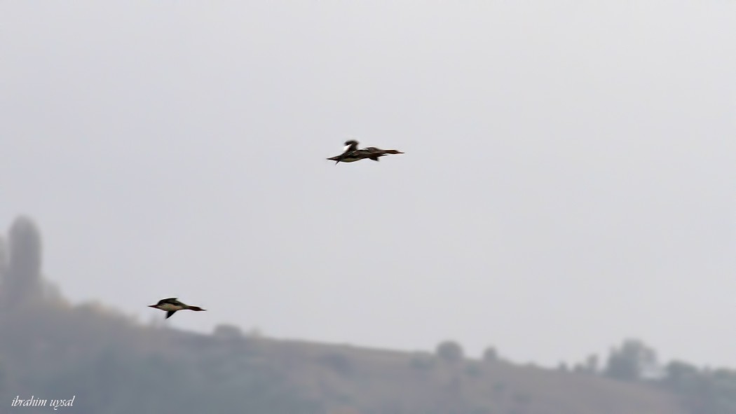 Red-breasted Merganser