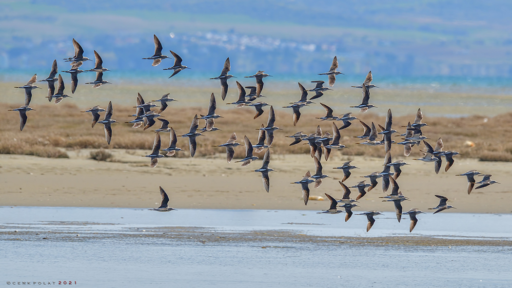 Marsh Sandpiper