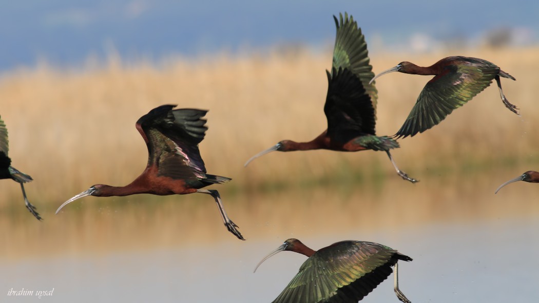 Glossy Ibis