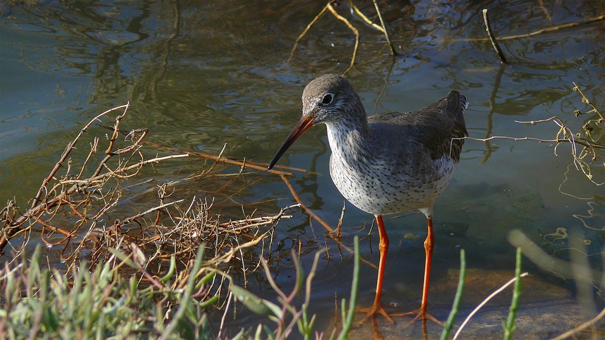 Common Redshank
