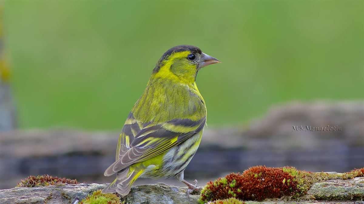 Eurasian Siskin