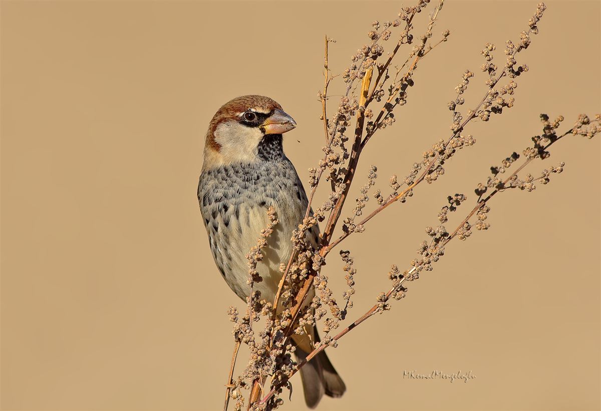 Spanish Sparrow