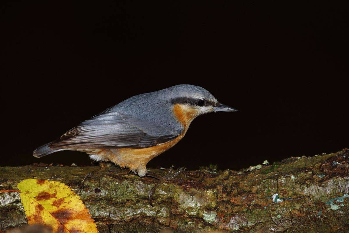 Eurasian Nuthatch