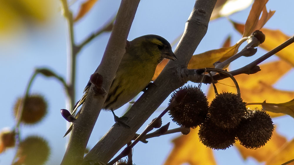 Eurasian Siskin