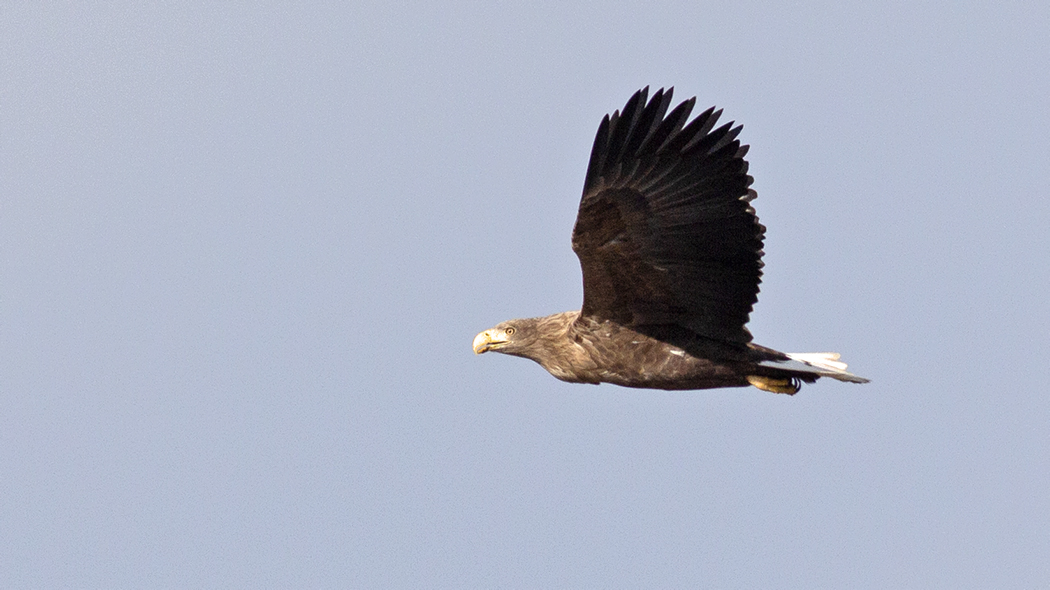 White-tailed Eagle