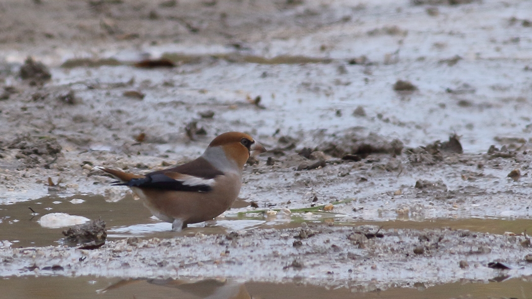 Hawfinch