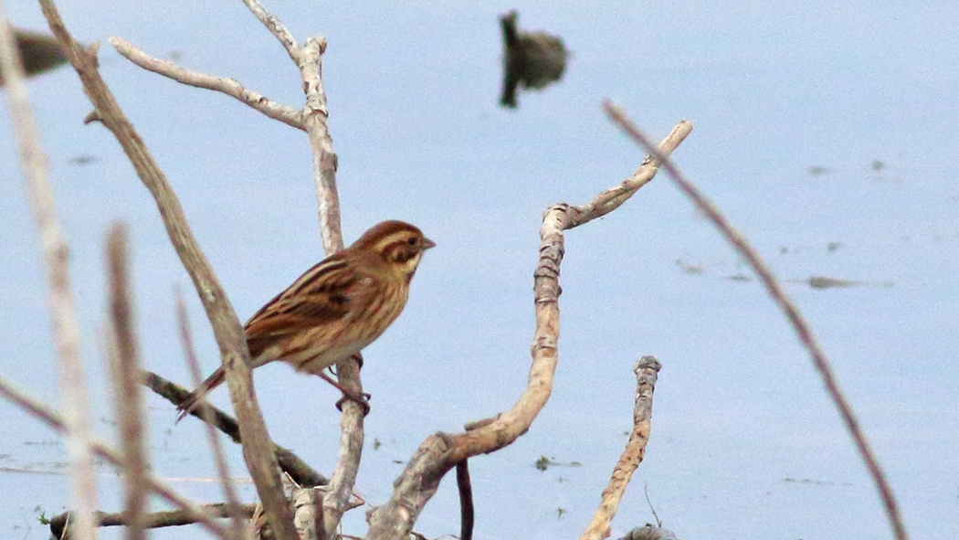 Common Reed Bunting