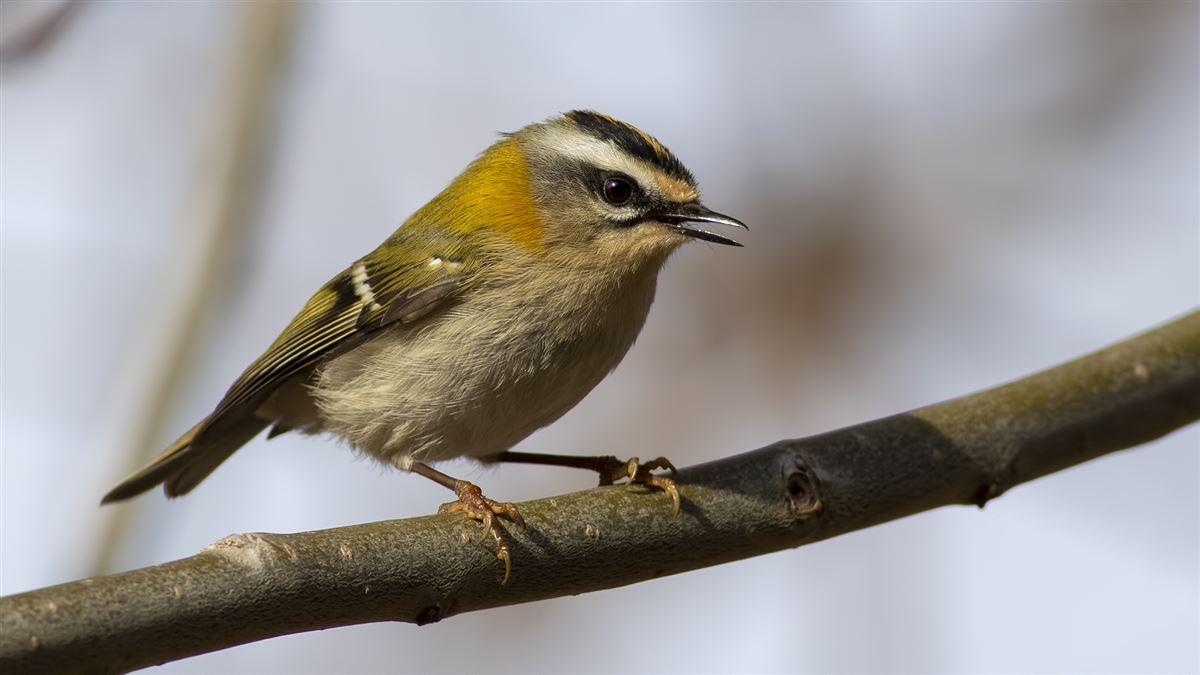 Common Firecrest
