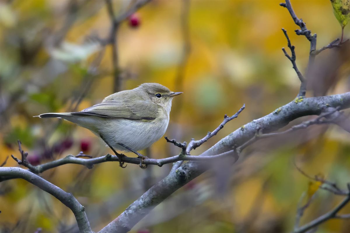Common Chiffchaff
