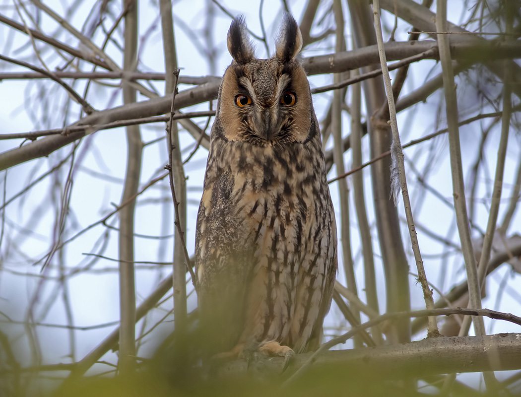 Long-eared Owl